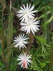 Cactaceae Epiphyllum hookeri (Orchid Cactus) img0003 copy