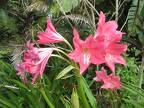 flowering plant Crinum 'Ellen Bosanquet' 18thSt img0279 copy