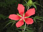 flowering plant Hibiscus coccineus (Marsh Hibiscus, Rosemallow, Swamp Mallow) img0239 copy 2