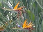 flowering plant Strelitzia reginae (Orange Bird of Paradise) img0051 copy