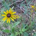 IMG 0145 copy