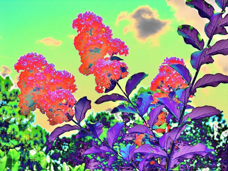 Lagerstroemia indica(CrapeMyrtle)_img0058_2 copy.jpg
