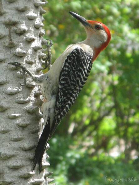 Red-Bellied Woodpecker_AltairRd_cropped_img0192.jpg