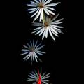 Cactaceae Epiphyllum hookeri (Orchid Cactus) img0003 Gimp>Colors>Curve2-airbrush-tool copy