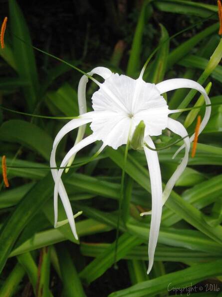 flowering plant_Amarydlidaceae_Hymenocallis spp. (Spider Lily)_img0458 copy.jpg
