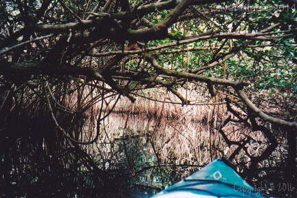 florida-halfway- creek-kayak 1 (1)