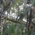 myakka-river-state-park-myakka-canopy-walkway img 0102