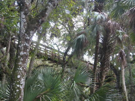 myakka-river-state-park-myakka-canopy-walkway img 0102