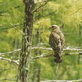 florida-hawk 003 3a