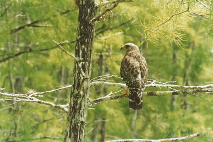 florida-hawk 003 3a