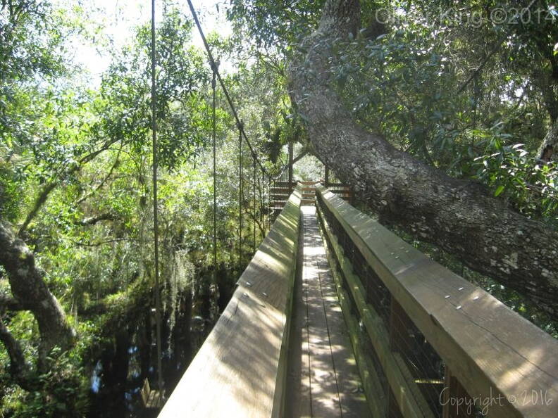 myakka-river-state-park-myakka-canopy-walkway_img_0088.jpg