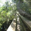 myakka-river-state-park-myakka-canopy-walkway img 0088