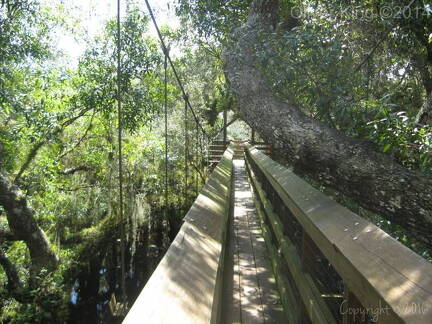 myakka-river-state-park-myakka-canopy-walkway img 0088