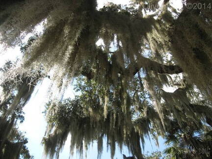 myakka-river-state-park-myakka-canopy-walkway img 0154