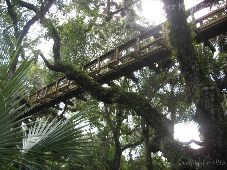 myakka-river-state-park-myakka-canopy-walkway_img_0118.jpg
