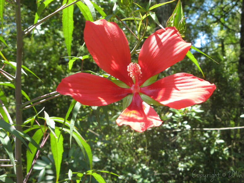 wild-hibiscus-hibiscus-coccineus-bird-rookery-swamp-trail_IMG_0083.jpg