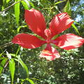 wild-hibiscus-hibiscus-coccineus-bird-rookery-swamp-trail IMG 0083