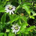 passion-flower img 0053