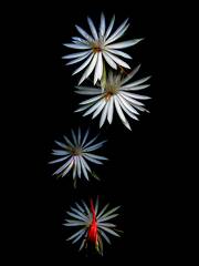 Cactaceae Epiphyllum hookeri (Orchid Cactus) img0003 Gimp&gt;Colors&gt;Curve2-airbrush-tool copy