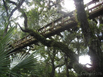 myakka-river-state-park-myakka-canopy-walkway img 0118