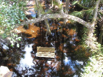 myakka-river-state-park-myakka-canopy-walkway img 0045