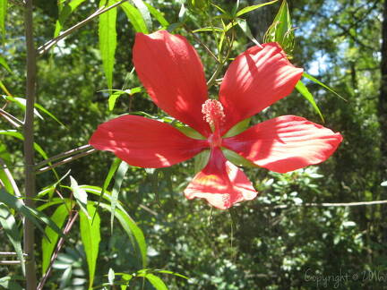 wild-hibiscus-hibiscus-coccineus-bird-rookery-swamp-trail IMG 0083