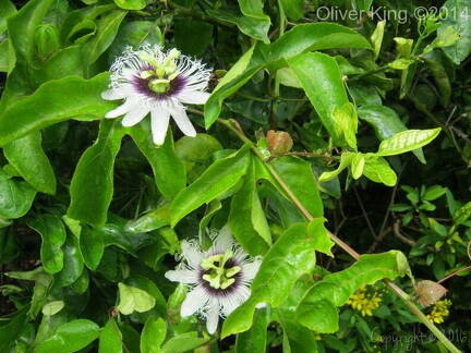 passion-flower img 0053